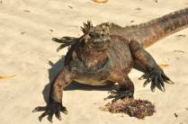 Vistosa Iguana na Playa Mansa de Tortuga Bay, na Ilha de Santa Cruz, em Galápagos